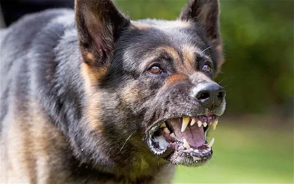 Marudhar Ka Tehlka | उत्तर प्रदेश के नोएडा में कुत्ते ने काटा तो 10 हजार...