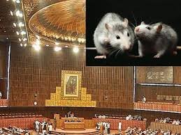 Marudhar Ka Tehlka | पाकिस्तानी संसद में चूहों का आतंक