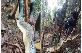 Marudhar Ka Tehlka | महिला को जिंदा निगल गया अजगर